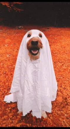 Extra treats for this ghost, please. (Photo submitted by Sarah Welsh)