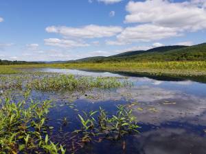 The Bashakill wetlands.