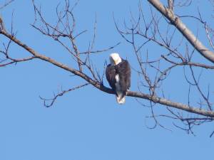 Search for Eagles, Field Trip 3