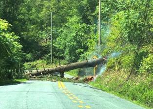 The downed tree on Mountain Ave., July 17, 2024.
