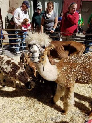 Kids can enjoy the petting zoo.