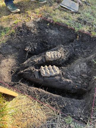 The mastodon jaw recently unearthed in Scothtown.