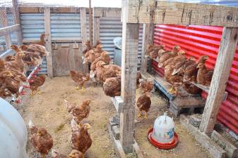 Chickens at Hazelman Farms in West Milford. (Photo by Rich Adamonis)