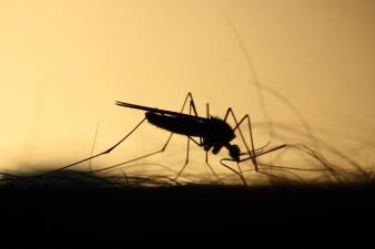 Ulster County resident dies of rare mosquito-borne virus