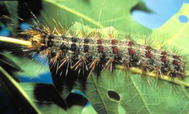 Delaware Valley Action! to hold spongy moth info session