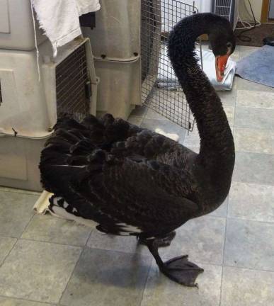 Black swan looks for its next home