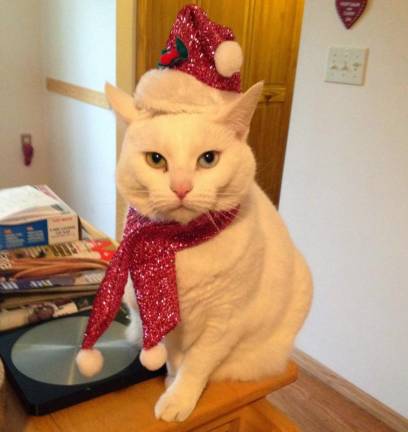 Puff celebrating Christmas in July. Photo submitted by Chrisanne Cubby.