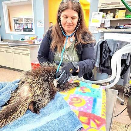 Nancy Warner, president and medical director of the Last Resort Wildlife Refuge in West Milford, examines a wounded animal. (Photos provided)