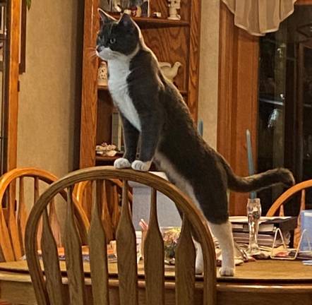 Simba overseeing his kingdom. Photo submitted by Betty Ann Maggs.