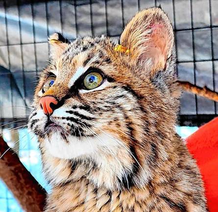 An orphaned bobcat kitten requires several months of care, enrichment and a very controlled environment to learn all the skills it needs to be successfully released.