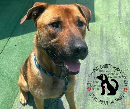 Pet of the Week: Meet Atlas