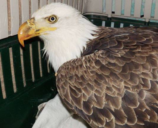 Bald eagle (Photo: Pocono Wildlife and Rehabilitation Center Facebook photo)