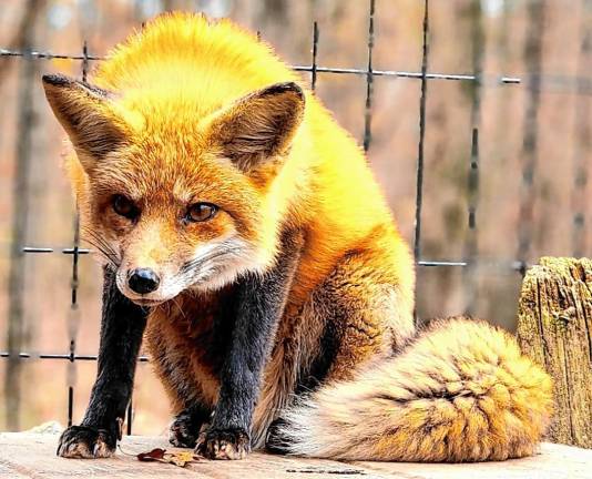 More than a dozen foxes are being cared for at the refuge, with the goal of eventual release back into the wild.