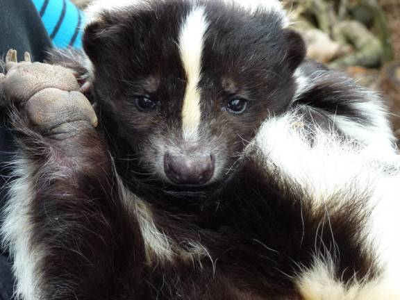 Meet skunks, hawks, owls, turtles, and more at this free presentation.