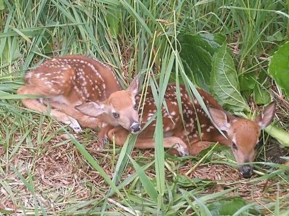 DEC urges New Yorkers to respect wildlife by leaving young animals alone