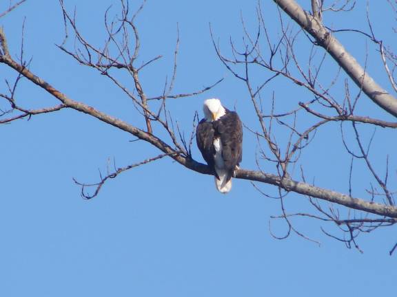 Search for Eagles, Field Trip 3