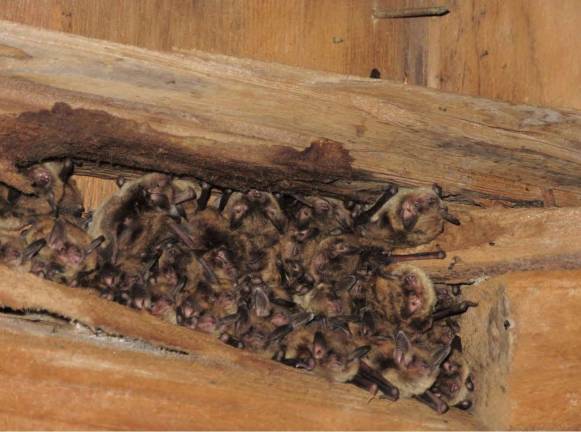 Local little brown bats at one of three known maternity roost sites in the Upper Delaware Scenic and Recreational River. (NPS photo provided)