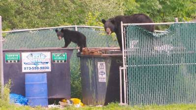 Bears having lunch al fresco in Barry Lakes in 2016. “If bears start seeing houses as sources of food, we will see more bear-human conflict,” writes Jeff Tittel of the New Jersey Sierra Club. (File photo by Chris Wyman)