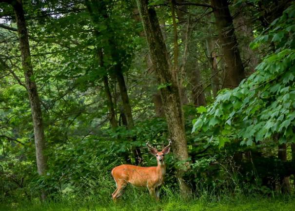 <b>Harriman State Park, Harriman, NY. Photo by Sammie Finch</b>