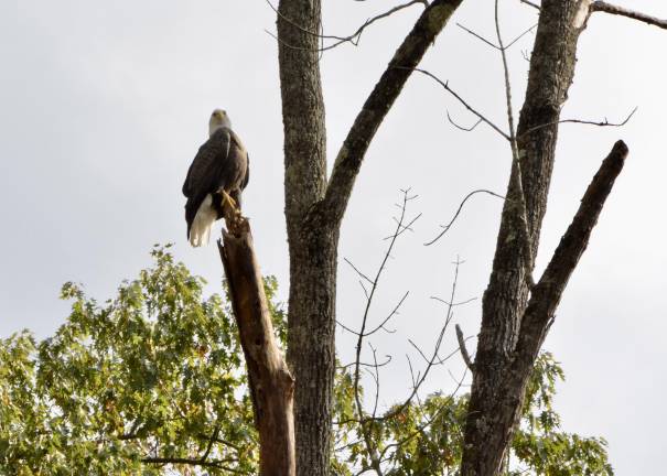 Bald eagles no longer ‘endangered’ in New Jersey, but not everyone’s celebrating