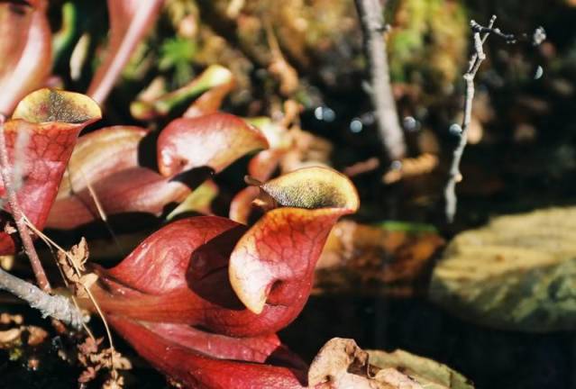 Pitcher plants.