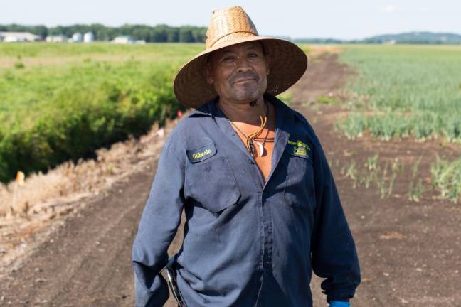 Rogelio of Pine Island, N.Y., harvesting onions in the Black Dirt Region. He is originally from Mexico.