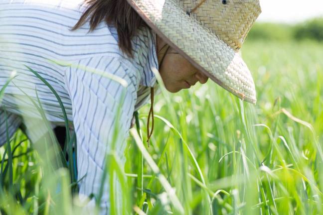 A farmworker named Jessica, 32, originally from Mexico and living in Goshen, N.Y., harvesting in the Black Dirt Region.