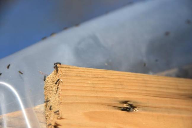 Spongy moth caterpillars were all over a hoop house in a home garden in Matamoras, Pa.