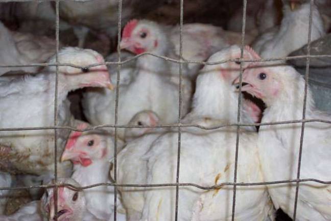 The bird flu is devastating egg industry