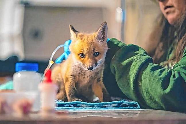 A red fox kitten is being treated. More than a dozen foxes are being cared for at the refuge, with the goal of eventual release back into the wild.