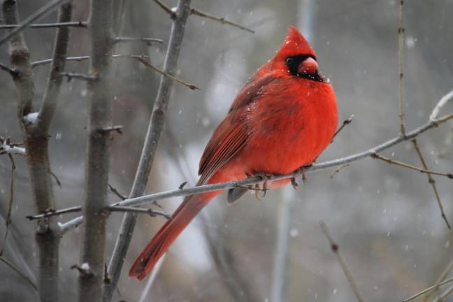 Library to hold bird feeder workshop Dec. 7