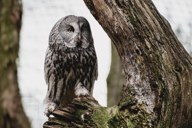 Conservation District annual dinner to feature ‘Owls of the Night’ presentation