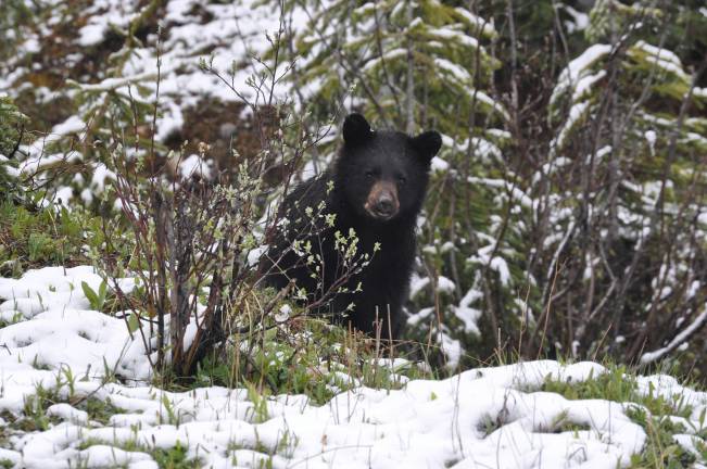 What bears do in March