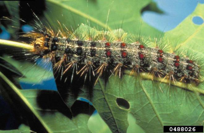 Spongy moth larva.