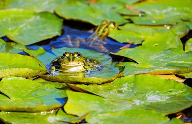 Get to know your pond with ‘Twilight Pond Walk’