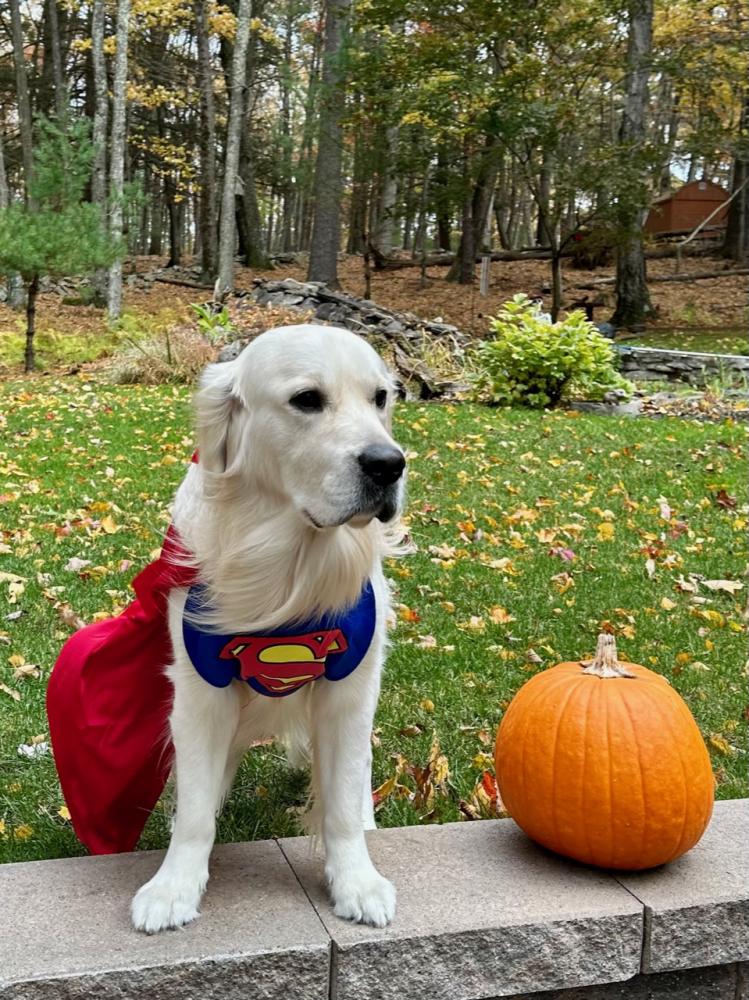 $!A super good dog. (Photo submitted by Barbara Divis)