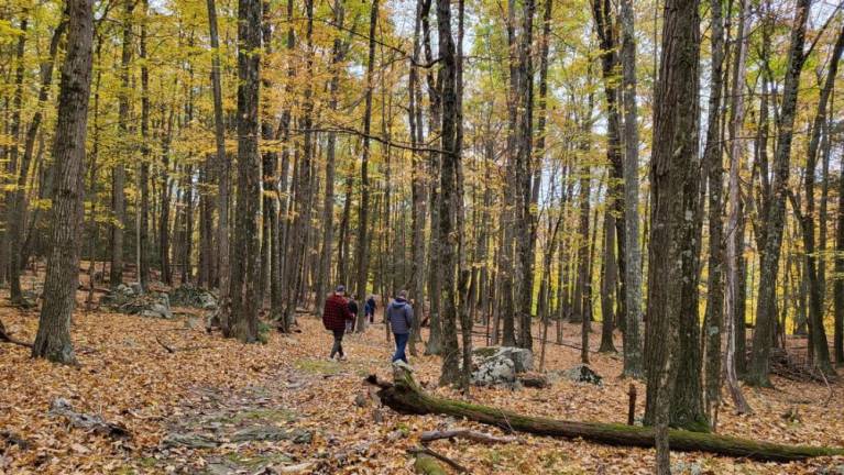 Hike with a forest specialist