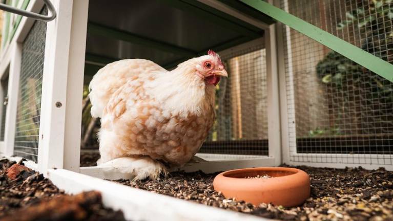 Young resident makes a case for raising chickens