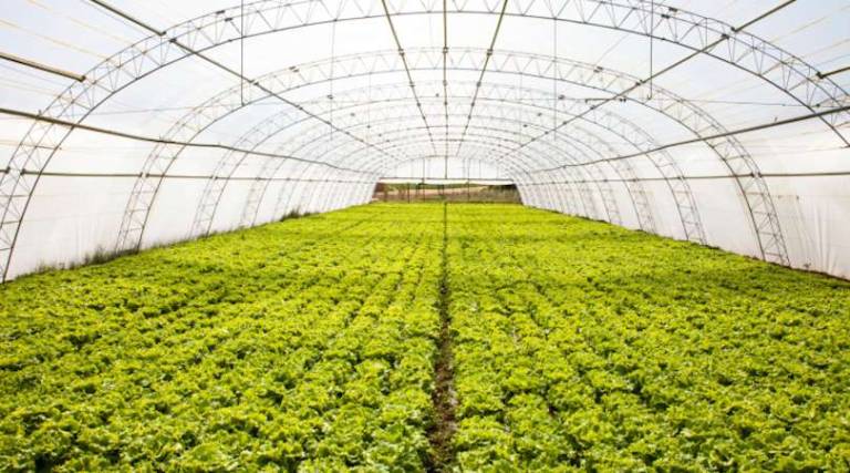Lettuce-grower promises 200 new jobs in Pike