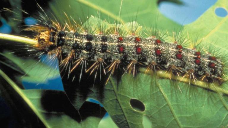 Spongy moth larva.